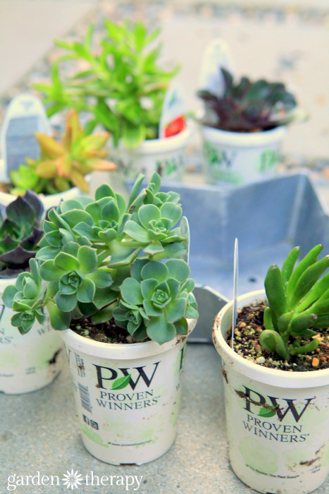 Proven Selections Succulents