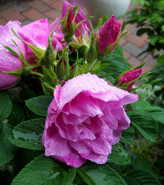 rosa rugosa