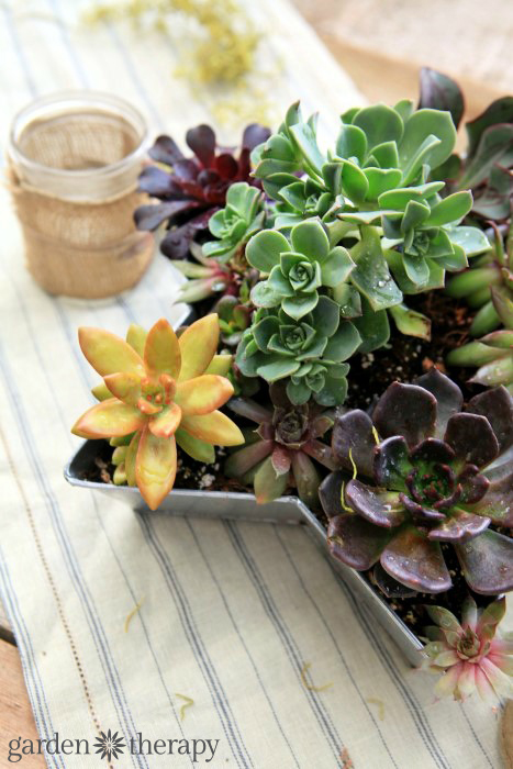 Set the table with succulents - how to make this succulent star