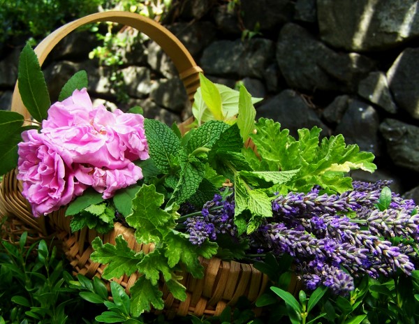 ingredients for botanical water