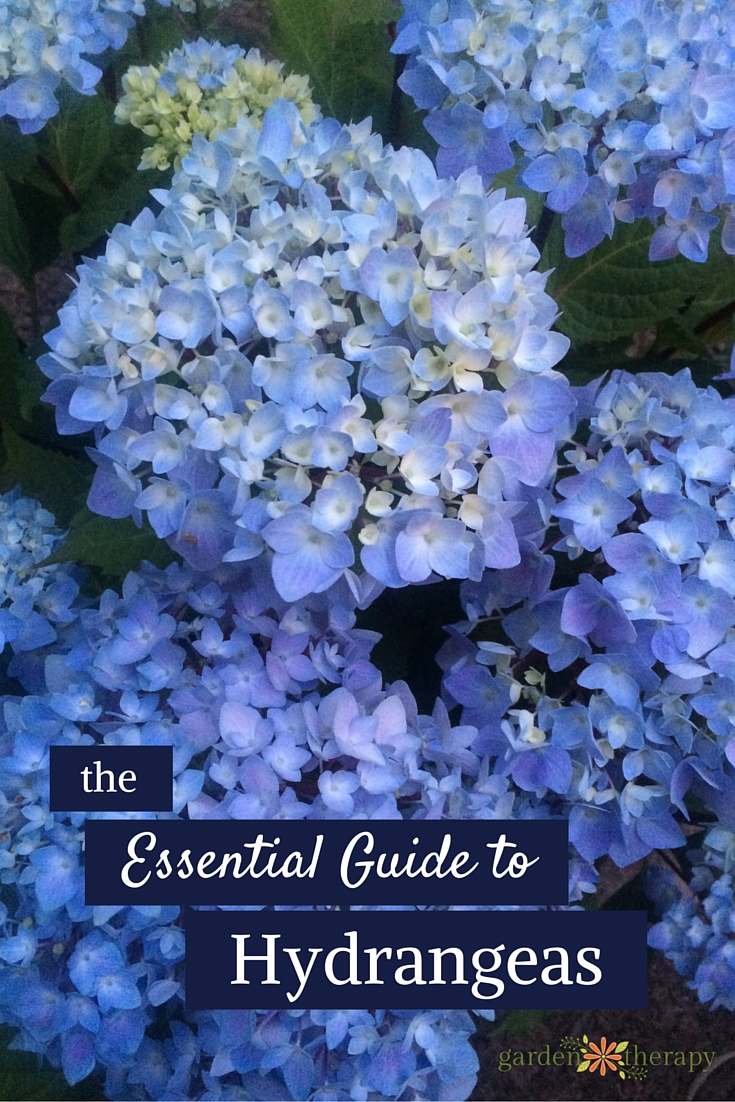 The Essential Guide to Growing Hydrangeas