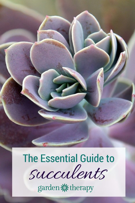 This is THE Guide to caring for succulents - choosing, planting, water, light, pruning and even container ideas