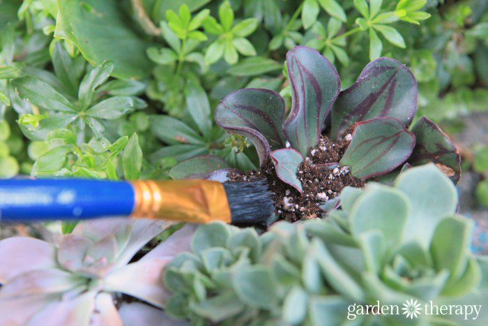 Use a paintbrush to remove soil from succulent leaves when planting