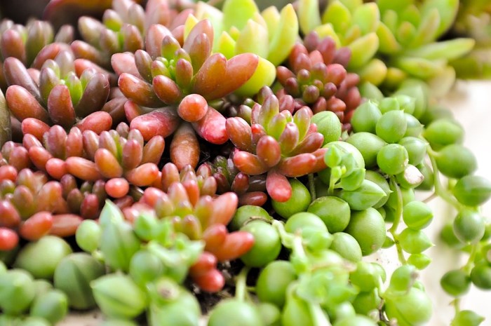 Various sedum and other succulents