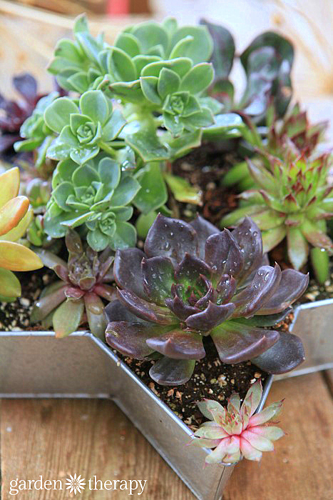 Succulents growing in a star-shaped planter