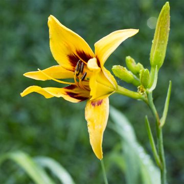 Daylily jest jednym z najlepszych jadalnych kwiatów