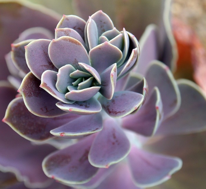 grow happy and healthy succulents with this essential guide