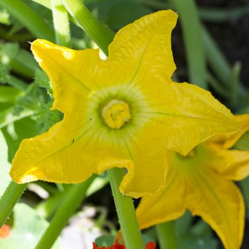 cultiver des fleurs comestibles : les fleurs de courge