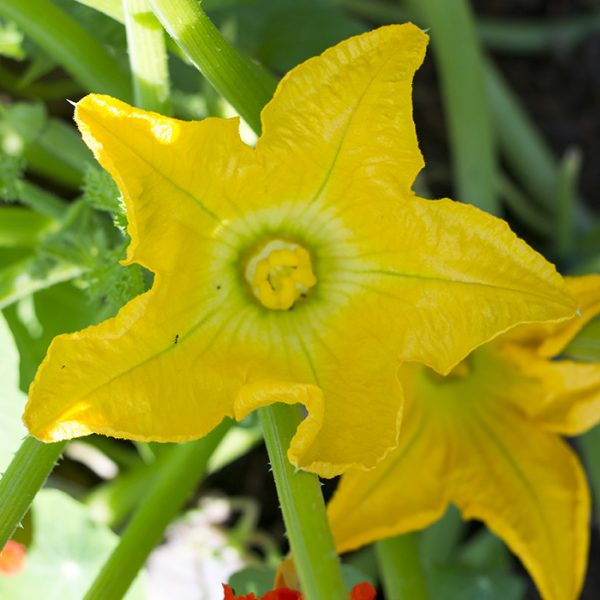 The Ten Best Edible Flowers To Grow In Your Garden