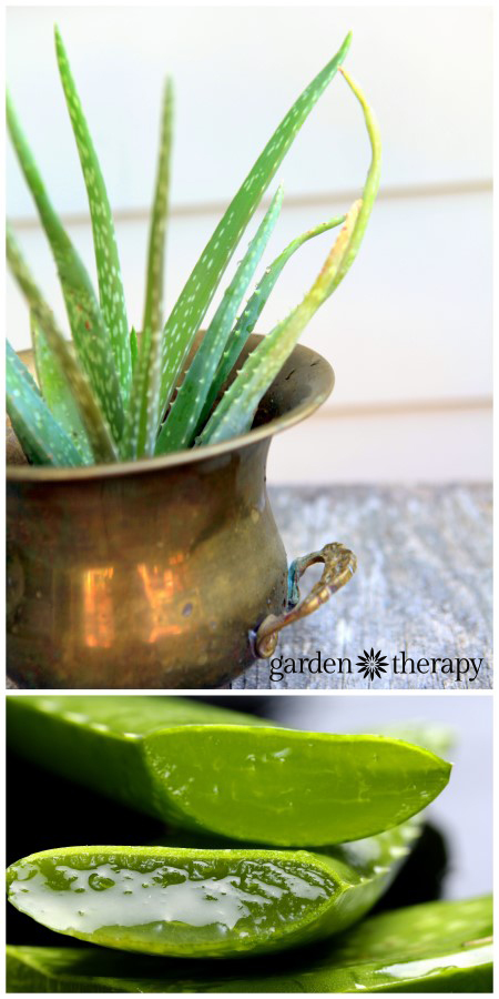 How To Use Aloe Vera As A Sunburn Remedy