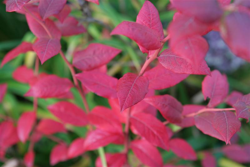 Blueberry Bush Fall Color