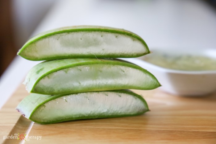 Cut Aloe Plant