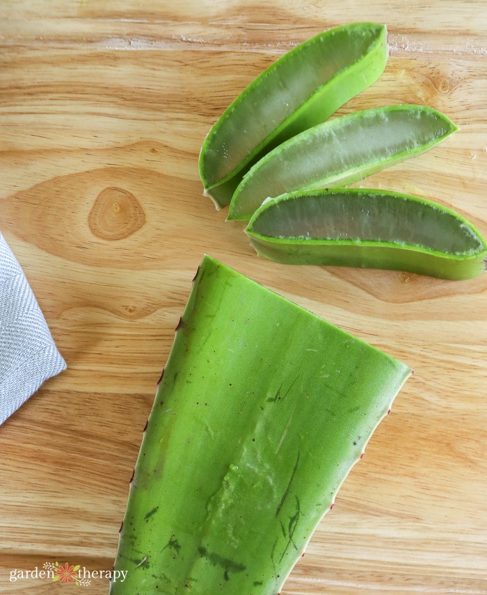 Cut Aloe Vera Leaf