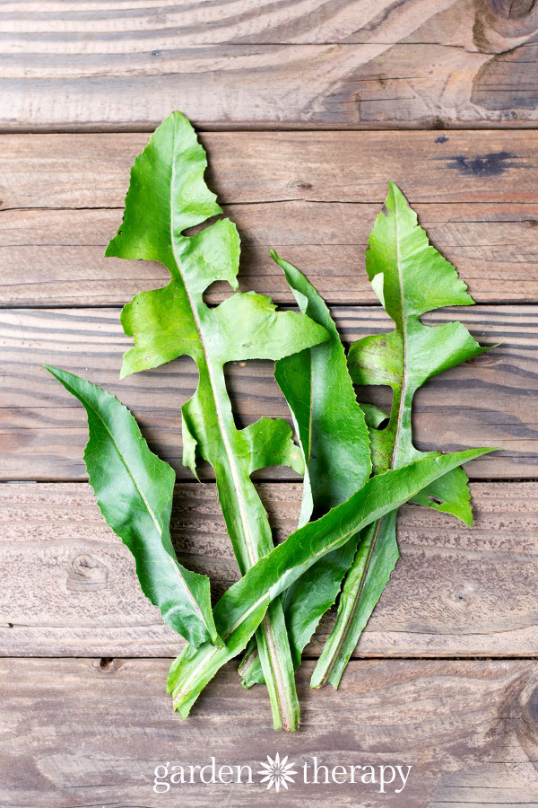 Dandelion greens are more nutritious than kale or spinach!