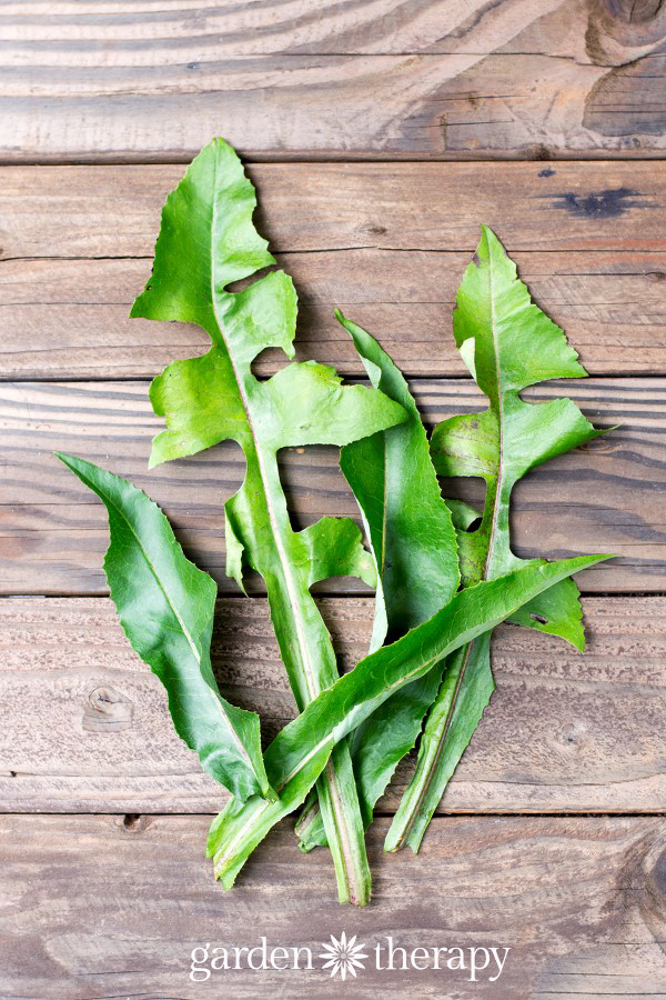 Dandelion greens on a wooden table. 