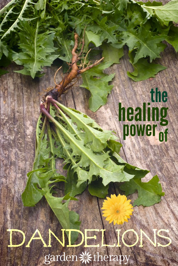 dandelion roots, leaves, and flowers are powerful superfoods