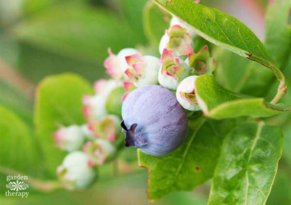 Blueberry blooming on a plant