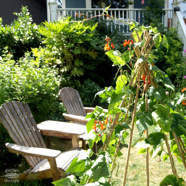 A bean tent growing in the garden