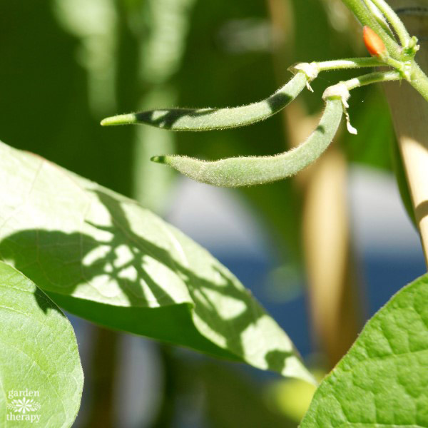 Beans growing into a living tent