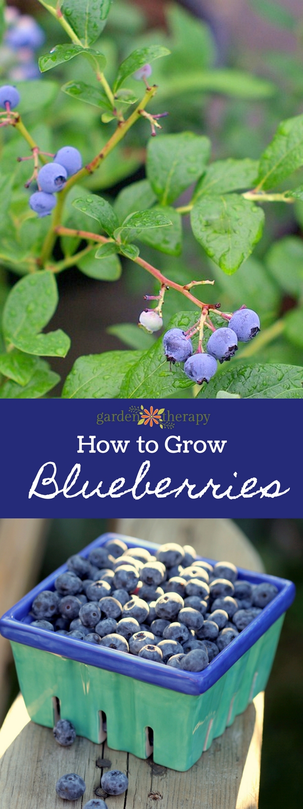 Nature's Candy Growing + Eating Blueberries