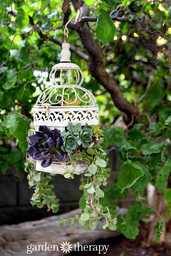 a pretty vintage birdcage repurposed as a planter for succulents