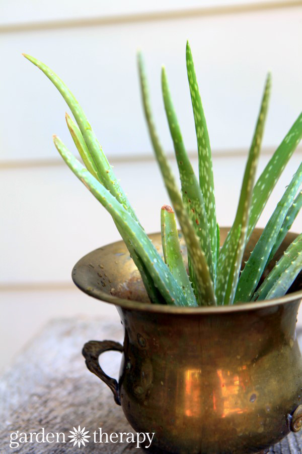 How To Use Aloe Vera As A Sunburn Remedy