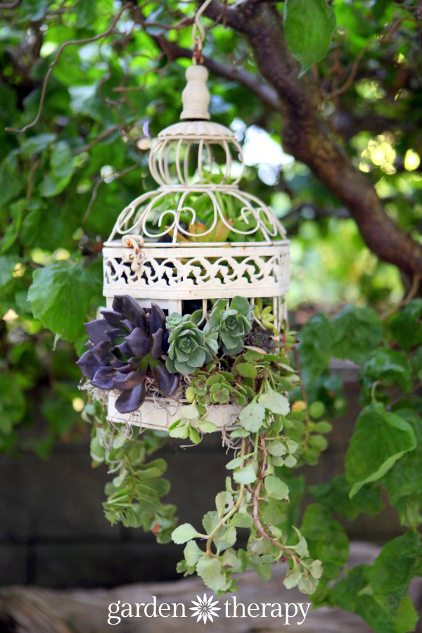 Make this! Birdcage Succulent Planter