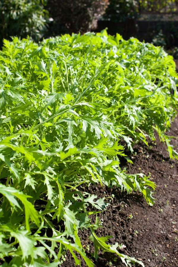 Brassica rapa nipposinica also known as mizuna or kyona