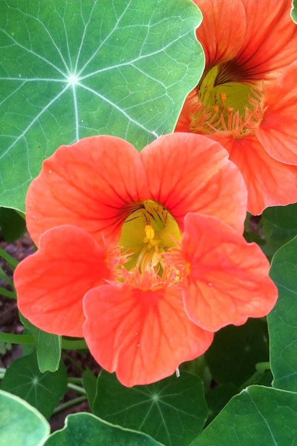 Nasturtiums Leaves salad greens