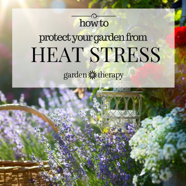 Keeping It Cool Protect Plants From Heat Keeping It Cool Protect Plants From Heat