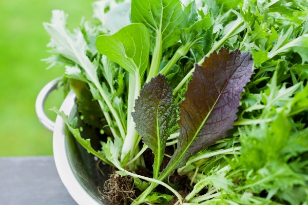 homegrown salad greens