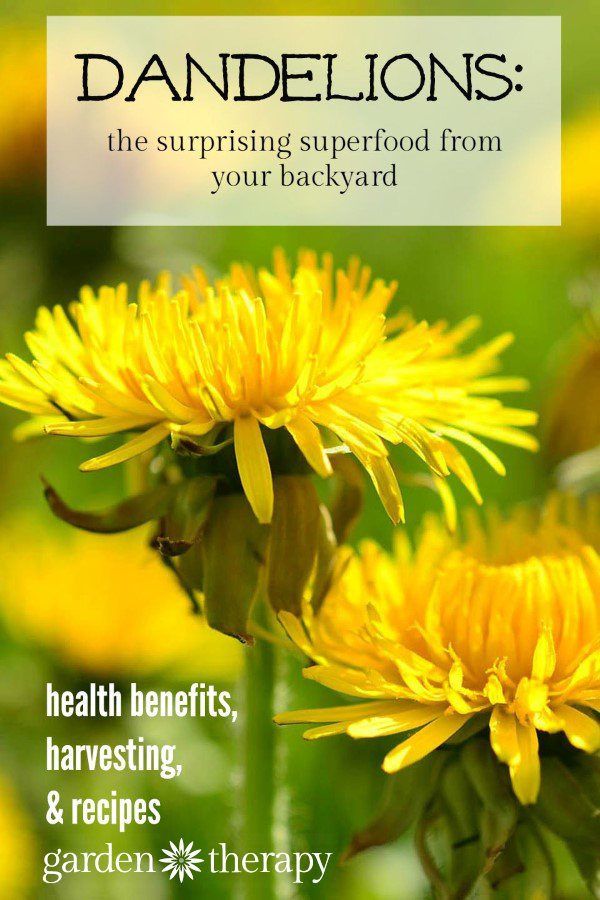 Stop fighting dandelions and celebrate them for the superfood they are!