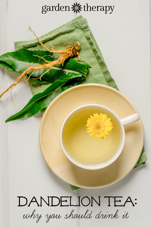 Stop weeding and start drinking - dandelions are a superfood and you should be drinking this tea!