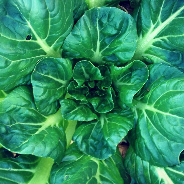 Close up of tatsoi leaves growing