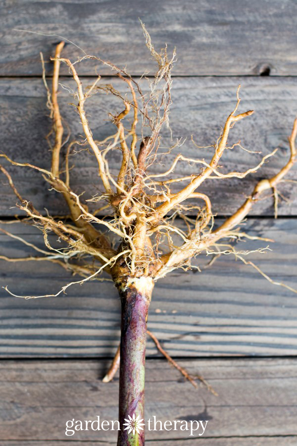 dandelion roots on a table