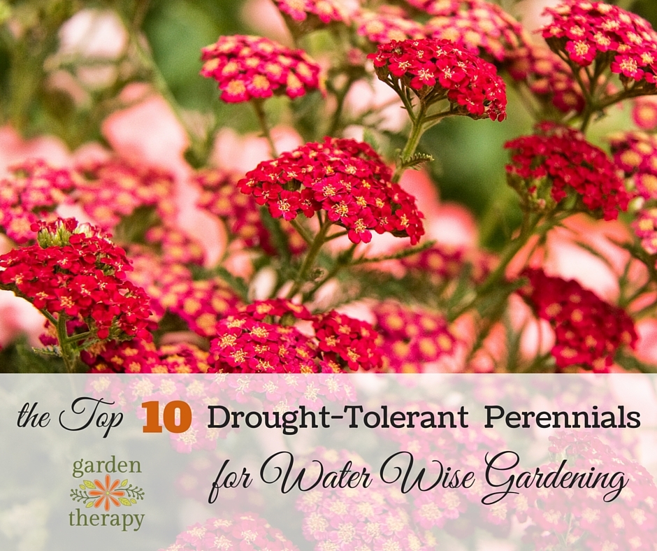 10 drought tolerant perennials