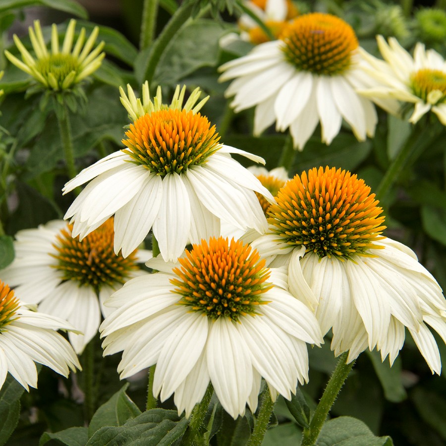 Top 10 Drought Tolerant Perennials