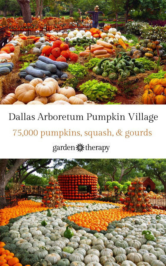 Dallas Arboretum Pumpkin Village 2015 