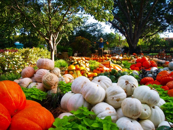 Dallas Arboretum Pumpkin Village 2015 Tour in Photos