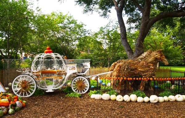 Dallas Arboretum Pumpkin Village Tour