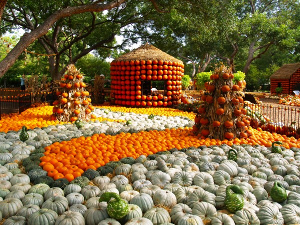 Dallas Arboretum Pumpkin Village 2015 Tour in Photos