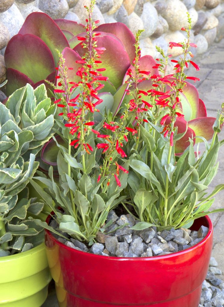 Firecracker penstemon