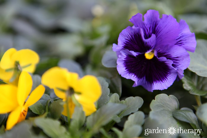 Frilly pansies