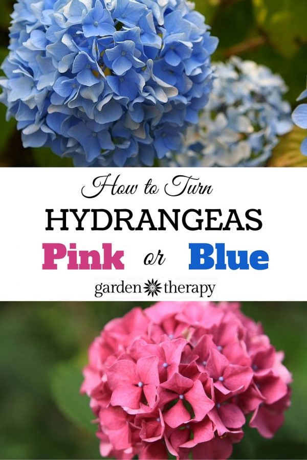 Pretty Pink or Brilliant Blue How to Make Your Hydrangea Change Color