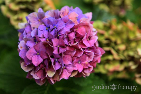 Hortensia cambiando de color de rosa a violeta