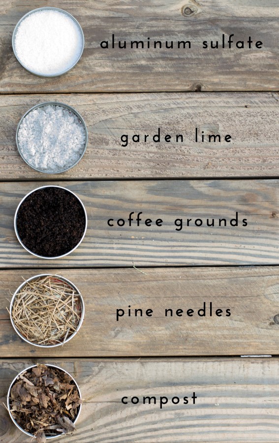 Gli ingredienti per cambiare il pH del terreno includono solfato di alluminio, calce da giardino, fondi di caffè, aghi di pino e compost