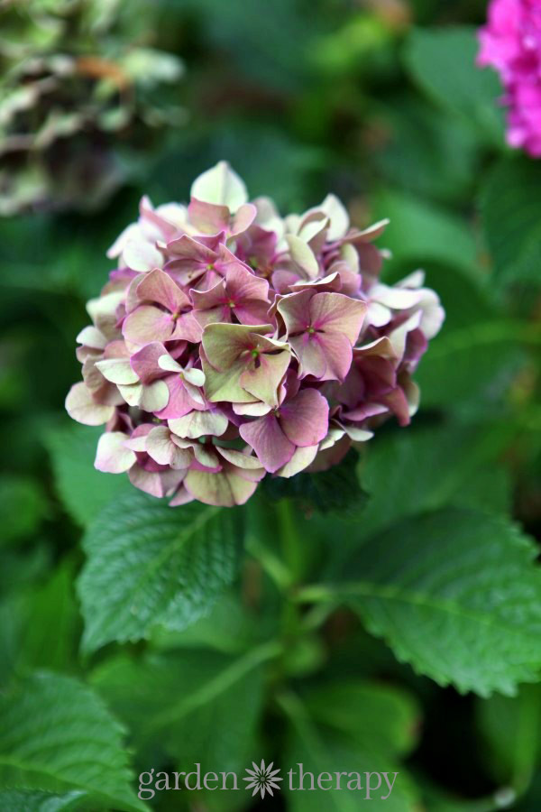 how to get a hydrangea to bloom