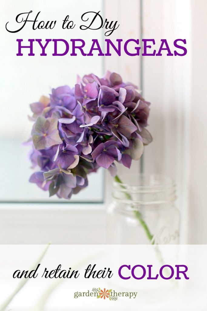 The Simple Way To Dry Hydrangea Flowers And Retain Their Color