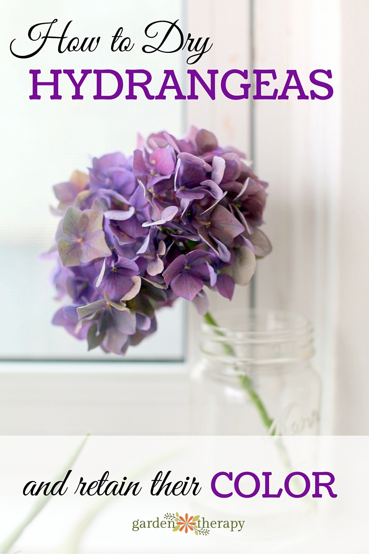 How to dry hydrangea flowers and retain their color