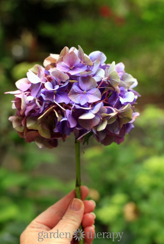 How to dry hydrangea flowers to keep color 